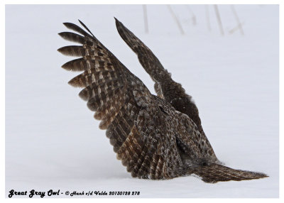20130128 278  SERIES -  Great Gray Owl.jpg