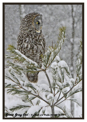 20130119 122 Great Gray Owl.jpg