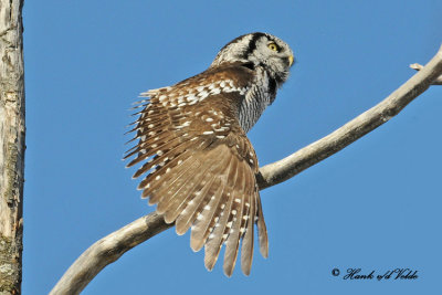 20100304 565 Northern Hawk Owl2.jpg