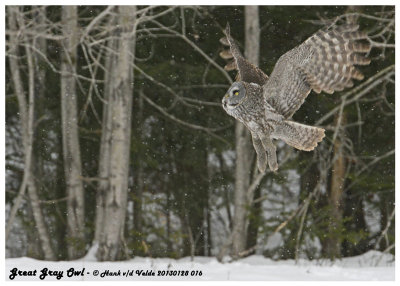 20130128 016 Great Gray Owl.jpg