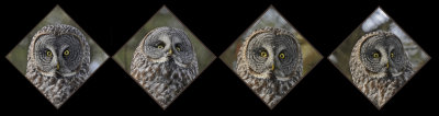 20130122 205 155 180 203 Great Gray Owl 1c1 1r2.jpg