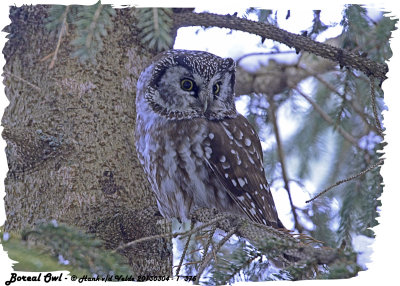 20130304 - 1 375 Boreal Owl HP.jpg