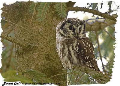 20130304 - 1 377 Boreal Owl 2 HP.jpg