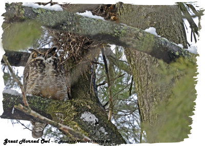 20130306 006 Great Horned Owl 1r2.jpg