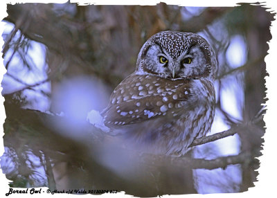 20130304 - 1 233 Boreal Owl HP.jpg