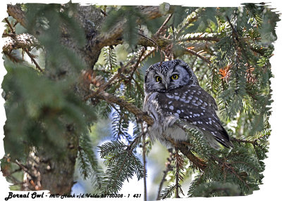 20130308 - 1 431 Boreal Owl HP.jpg