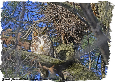 20130308 - 1 027 SERIES - Great Horned Owl HP 1r2.jpg