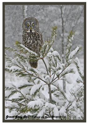 20130119 116 Great Gray Owl.jpg