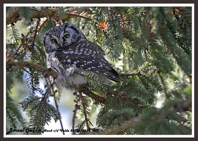 20130308 - 1 432 Boreal Owl HP2.jpg