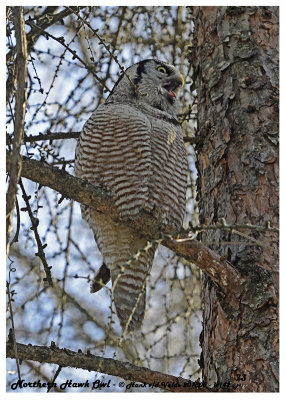 20130308 - 1 173 Northern Hawk Owl HP.jpg