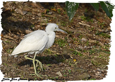 20130220 St Lucia 1014 Little Blue Heron juv.jpg