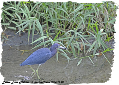 20130220 St Lucia 553 Little Blue Heron.jpg
