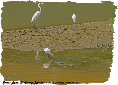 20130220 St Lucia 150 Great Egret &  Snowy Egrets.jpg