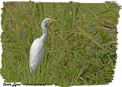 20130220 St Lucia 123 SERIES - Cattle Egret.jpg