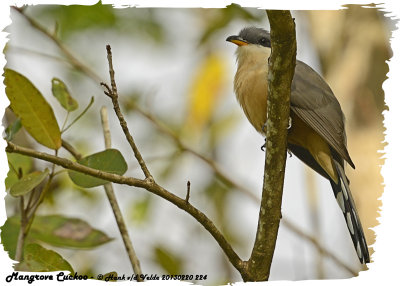 20130220 St Lucia 224 SERIES -  Mangrove Cuckoo.jpg