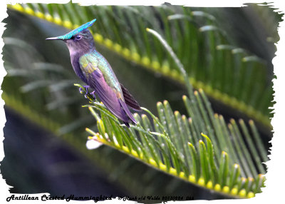 20130224 St Lucia 066 SERIES -  Antillean Crested Hummingbird.jpg