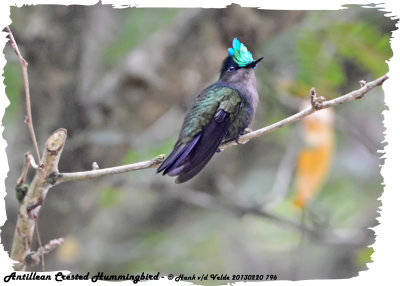 20130220 St Lucia 796 Antillean Crested Hummingbird.jpg