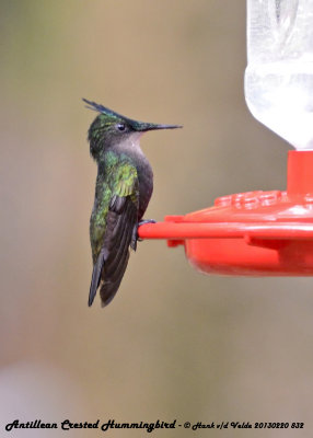 20130220 St Lucia 832 Antillean Crested Hummingbird.jpg