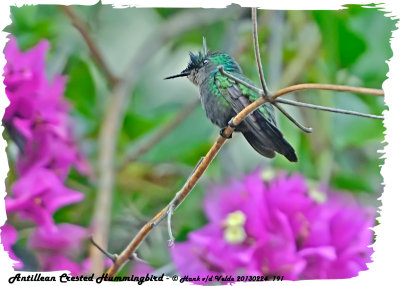 20130224 St Lucia 191 Antillean Crested Hummingbird.jpg
