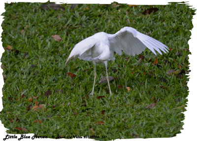 20130224 St Lucia 131 Little Blue Heron (juv).jpg