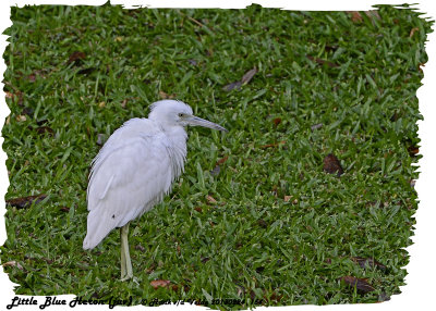 20130224 St Lucia 154 Little blue Heron (juv).jpg