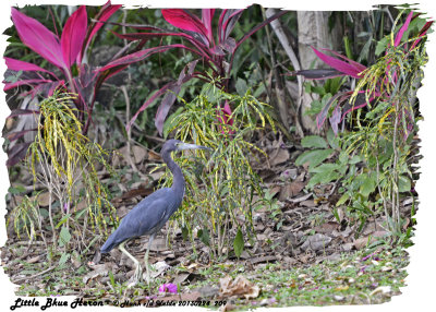 20130224 St Lucia 209 Little Blue Heron.jpg