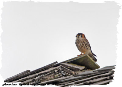 20130220 St Lucia 499 American Kestrel.jpg