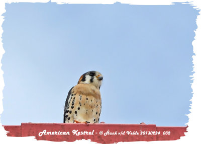 20130224 St Lucia 032 American Kestrel.jpg