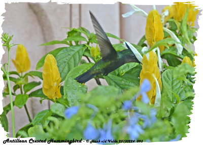 20130224 St Lucia 093 Antillean Crested Hummingbird.jpg