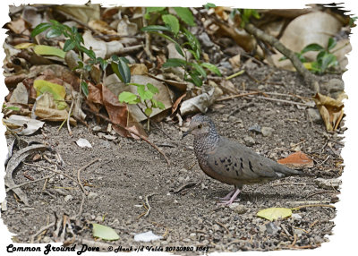 20130220 St Lucia 1042 Common Ground Dove.jpg