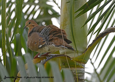 20130220 St Lucia 923 Zenaida Dove.jpg