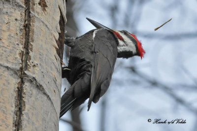 20100318 574 SERIES -  Pileated Woodpecker.jpg