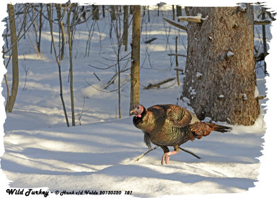 20130320 181 Wild Turkey.jpg