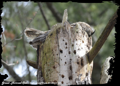 20130410 001 SERIES -Great Horned Owl.jpg