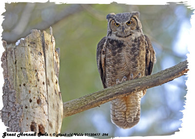 20130417 394 SERIES - Great Horned Owls.jpg