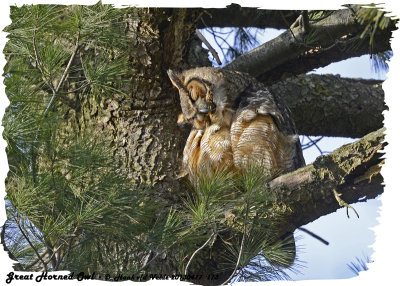 20130417 173 SERIES -  Great Horned Owl (m).jpg
