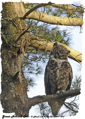 20130417 313 SERIES - Great Horned Owl.jpg