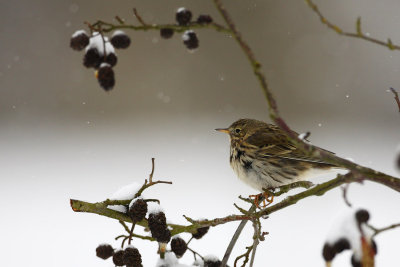 Pipit Farlouse 608w.jpg