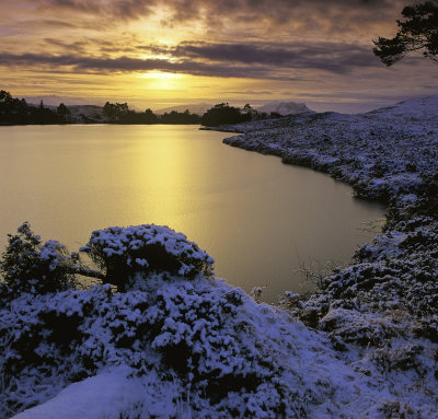 Frozen Gold