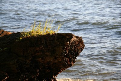 Sunset Reflection on Driftwood.jpg