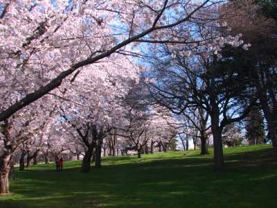 Cherry Trees in Spring - High Park Toronto.JPG