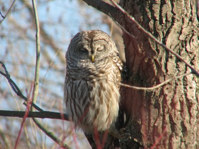 A Very Tired Barred Owl - Toronto.JPG