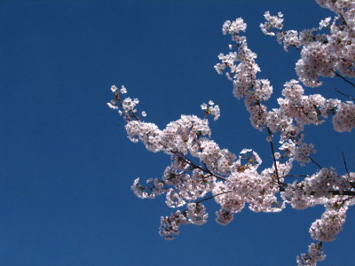 Cherry Blossoms.JPG