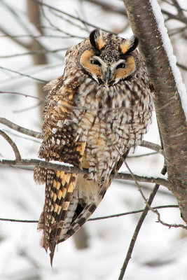 OWL_2O5C1305.jpg