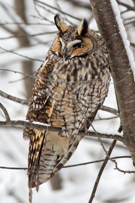OWL_2O5C1312.jpg