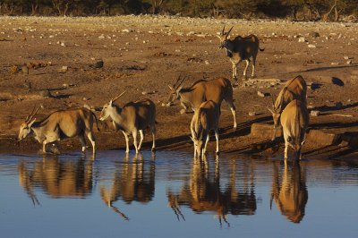 Eland - the largest antelope