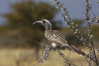 Male Grey hornbill
