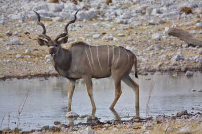 A magnificent Kudu