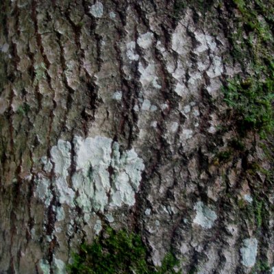 Peuplier tremble - Populus tremuloides