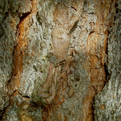Pin sylvestre - Pinus sylvestris
